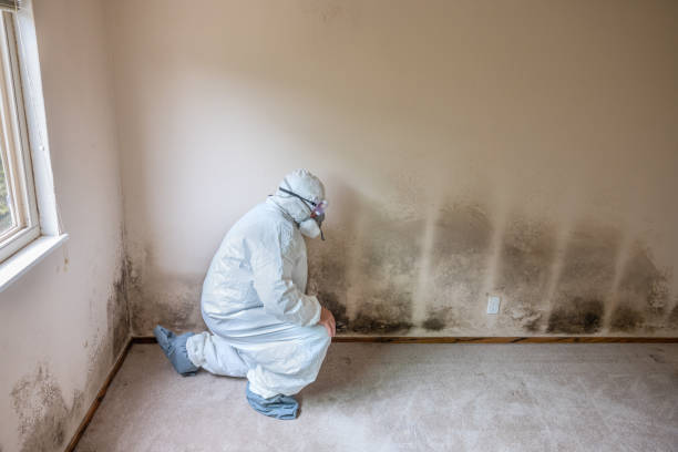 Why You Should Choose Our Mold Remediation Services in Millbourne, PA